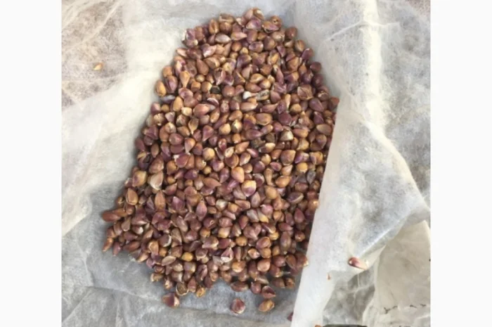 Продаж насіння чесноку та чесноку урожаю 2021 року- фото № 3