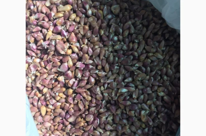 Продаж насіння чесноку та чесноку урожаю 2021 року- фото № 4