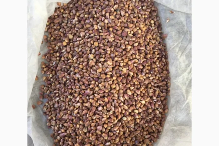 Продаж насіння чесноку та чесноку урожаю 2021 року- фото № 5