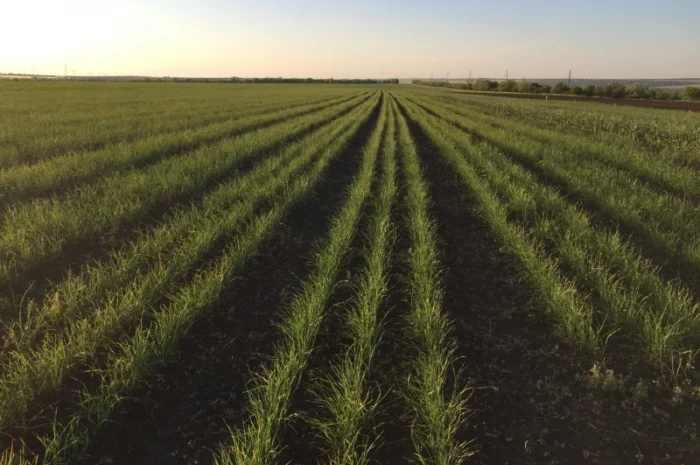 Семена чеснока Софіївський- фото № 1