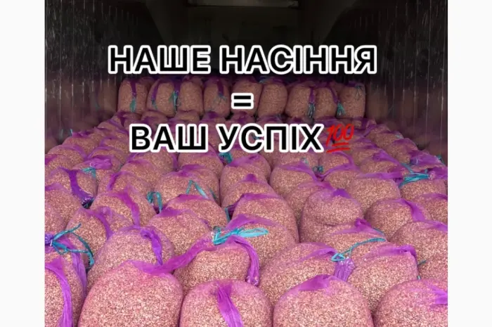 Насіння часнику однозубка часник- фото № 1