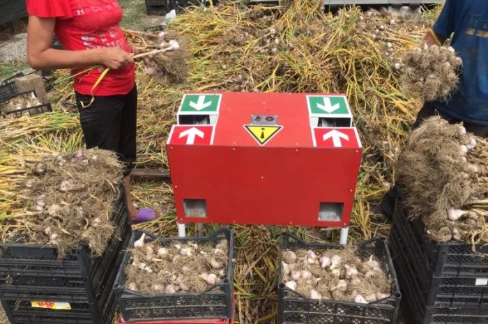 Продаж елітного чесноку сортів Лідер та Софіївський- фото № 1