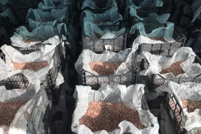 Продаж елітного чесноку сортів Лідер та Софіївський- фото № 2