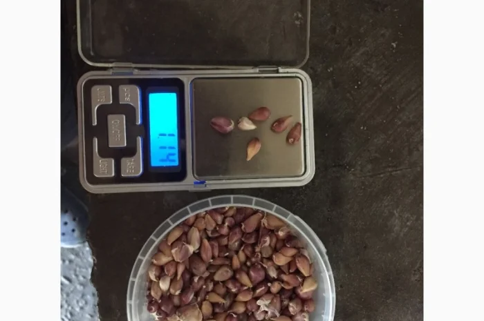 Продаж елітного чесноку сортів Лідер та Софіївський- фото № 3