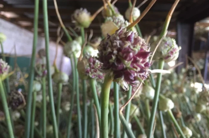 Продаж елітного чесноку сортів Лідер та Софіївський- фото № 6