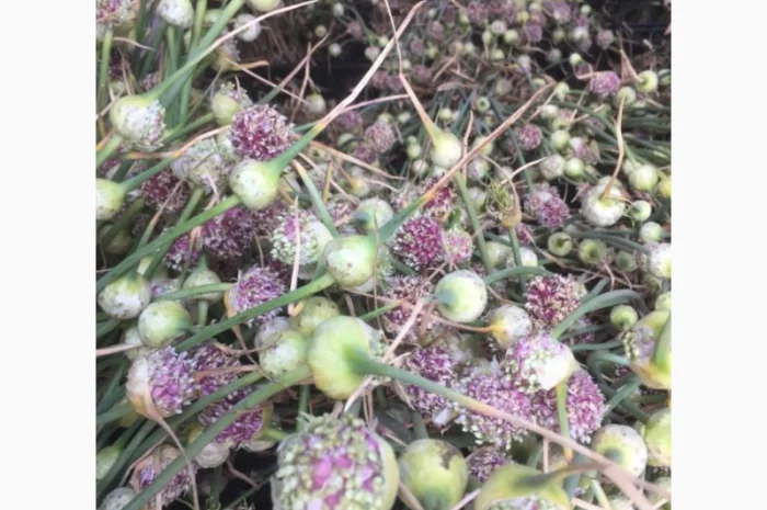 Продаж елітного чесноку сортів Лідер та Софіївський- фото № 7