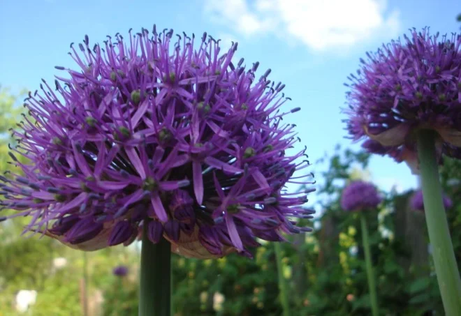 Продаж чесноку Рокамболь- фото № 3