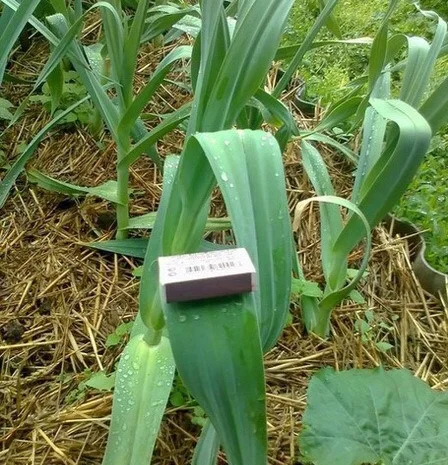 Продаж чесноку Рокамболь- фото № 5