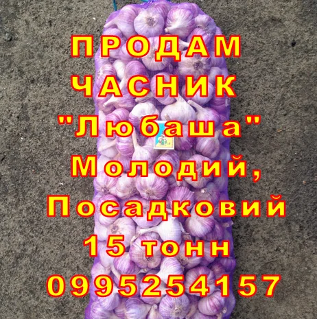 Продаж часнику Любаша оптом 15 тонн- фото № 9