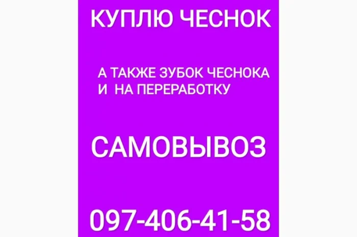 Куплю чеснок крупный средний мелкий- фото № 1