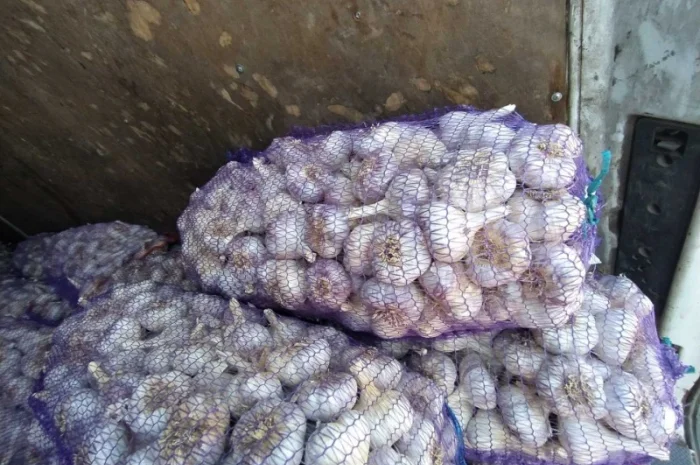 Куплю чеснок. Привозимо самі- фото № 1