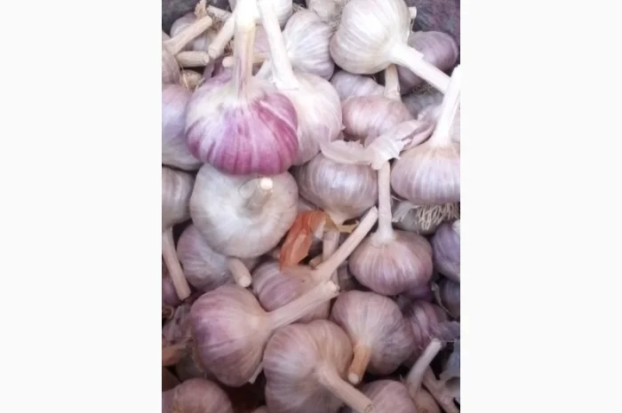 Продажа озимого чеснока сорта Любаша- фото № 1