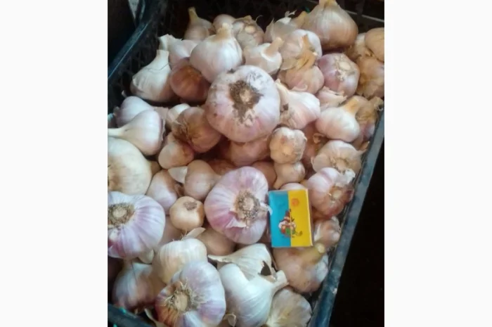 Закупівля озимого та ярого часнику- фото № 1