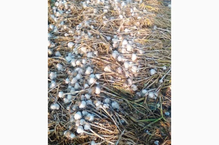 Покупка чеснока- фото № 1