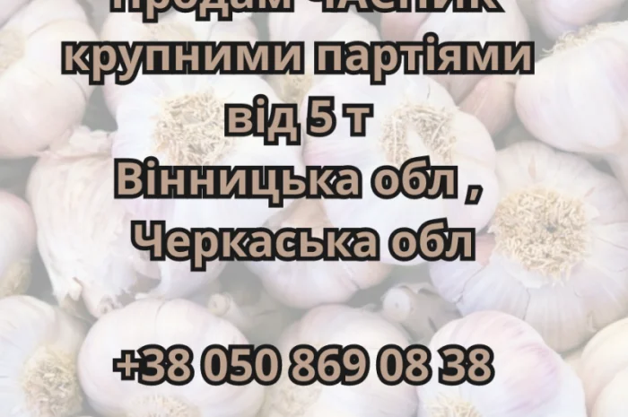 Чеснок оптом от 5 тонн- фото № 1