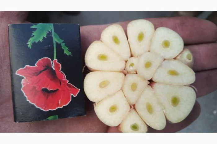 Продаж насіння часнику на посадку- фото № 2