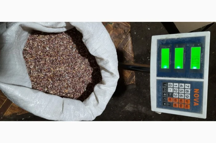 Продаж насіння часнику на посадку- фото № 1