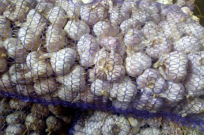 Чеснок сорт Любаша супер еліта на продажу- фото № 2