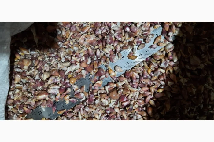 Чеснок сорт Любаша супер еліта на продажу- фото № 1