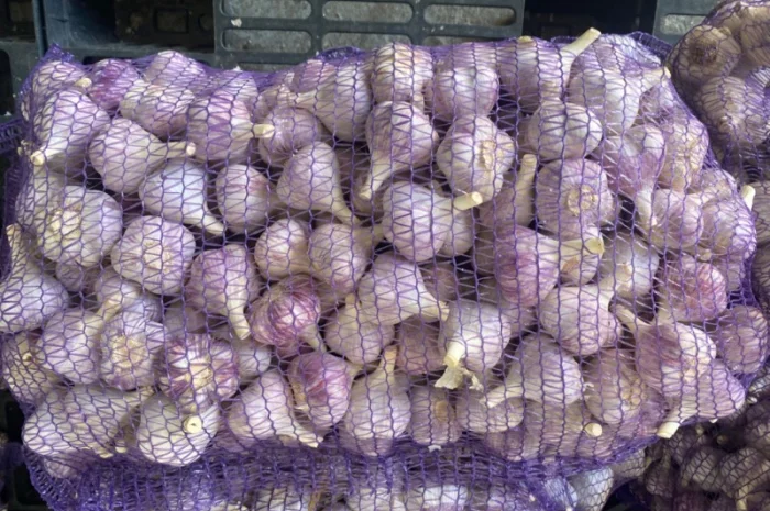 Продаємо Озимий часник -2024р. врожаю- фото № 1