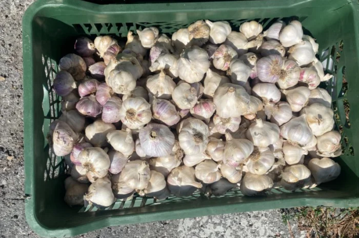 Продаємо Озимий часник -2024р. врожаю- фото № 3
