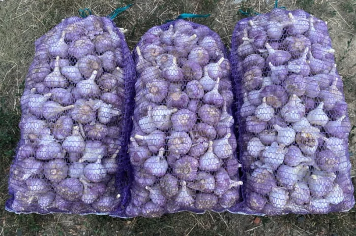 Продаємо Озимий часник -2024р. врожаю- фото № 4