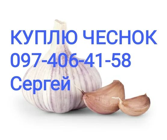 Куплю чеснок разных калибров- фото № 1