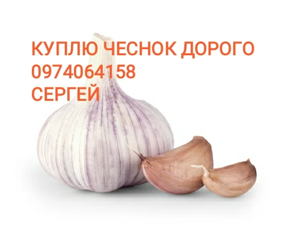 Куплю чеснок Товарный вид качество- фото № 1