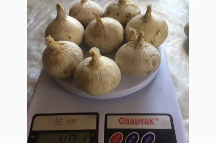 Продам Рокамболь семена- фото № 2