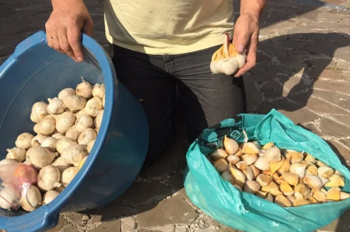 Продам Рокамболь семена- фото № 3