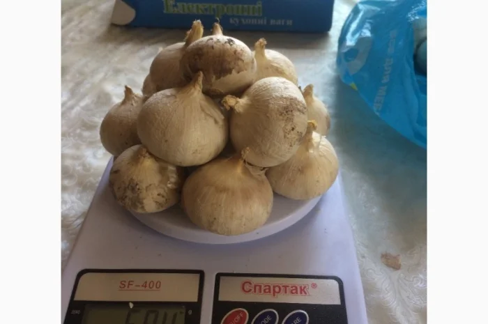 Насіння Рокамболя на продаж- фото № 4