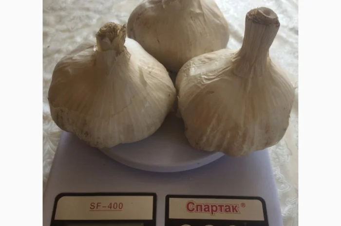 Продам Рокамболь семена- фото № 6