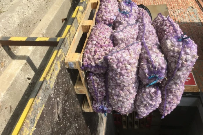 Часник софіївський- фото № 1