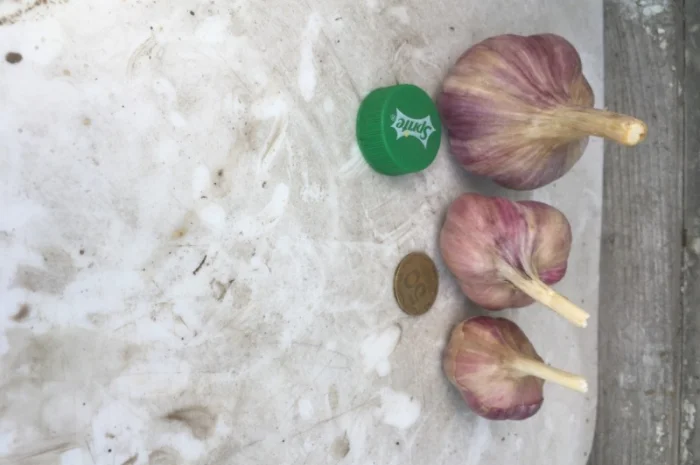 Часник софіївський- фото № 2