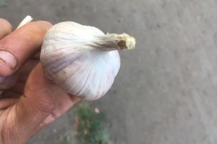 Часник софіївський- фото № 3