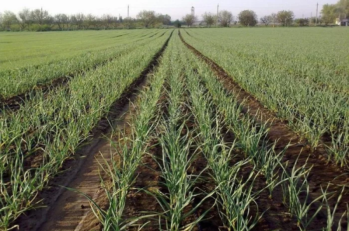 Продам Однозубку Любаші- фото № 1