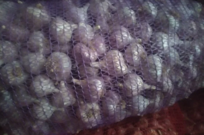 Продам Чосник- фото № 1