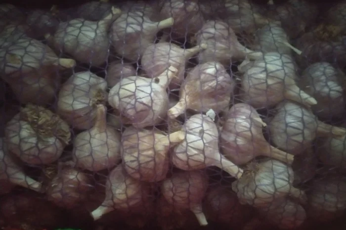 Продам Чосник- фото № 2