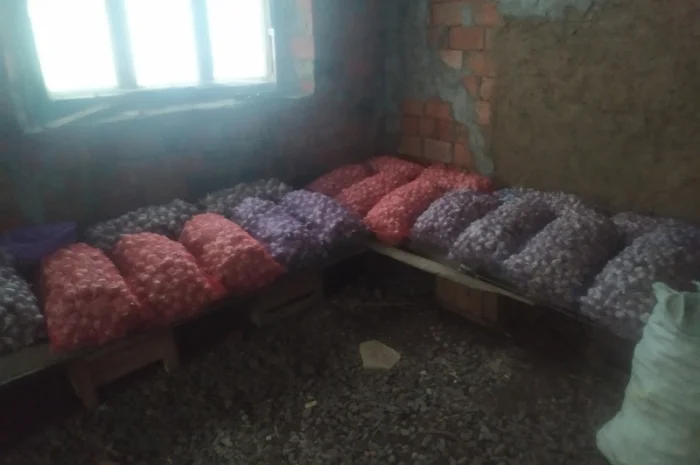 Продам Чосник- фото № 3