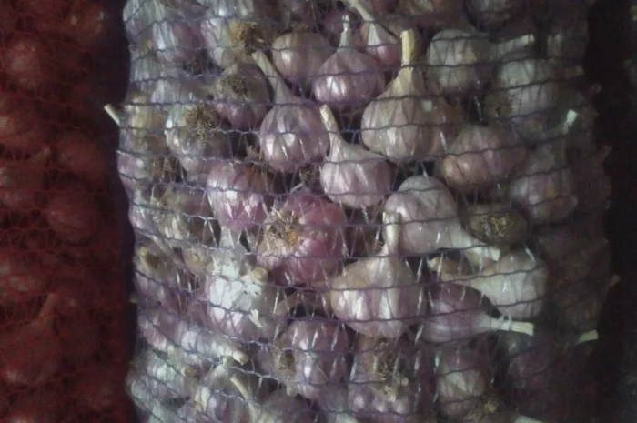 Продам Чосник- фото № 4