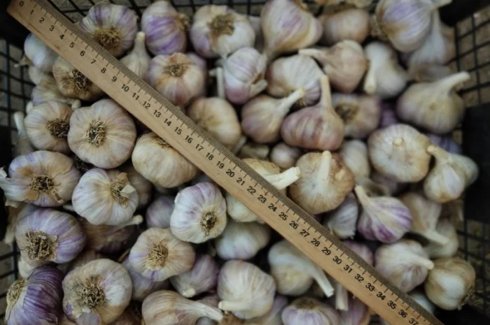 Продаж часник сорт любаша- фото № 3