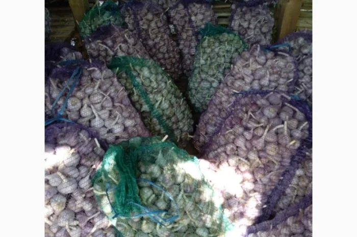 Продам часник- фото № 1