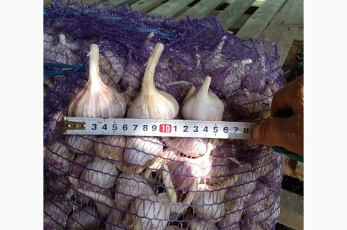 Продам часник- фото № 2