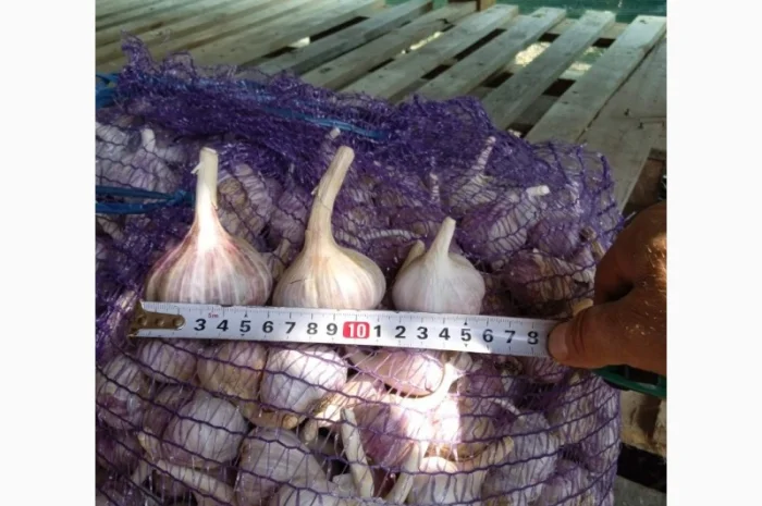 Продам часник- фото № 3