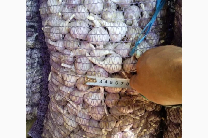 Продам часник товарний 0, 5 тонни- фото № 1