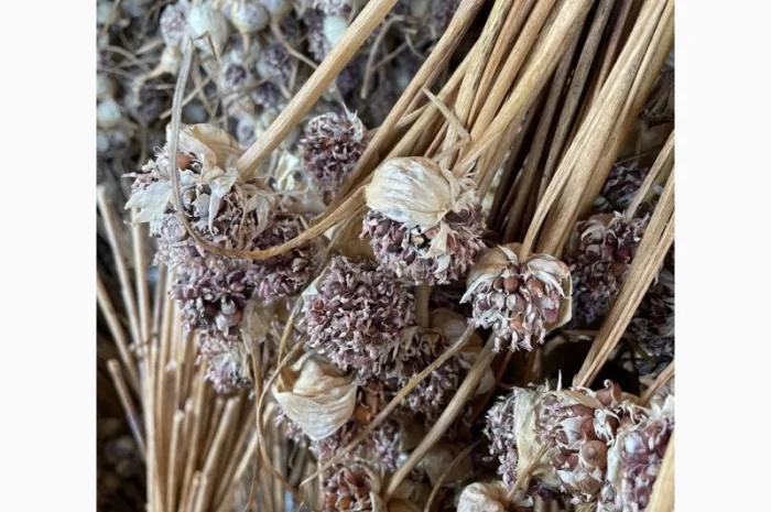 Чеснок "Любаша"воздушка- фото № 1