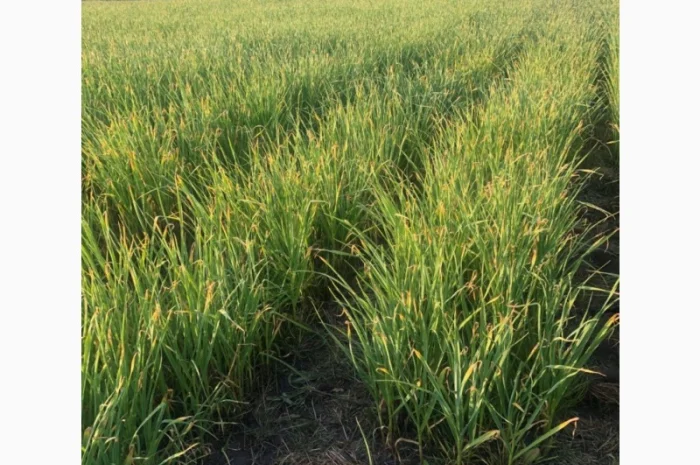 Чеснок "Любаша"воздушка- фото № 3