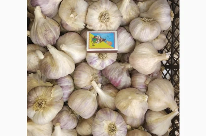 Продам часник сорт любаша перша репродукція- фото № 1