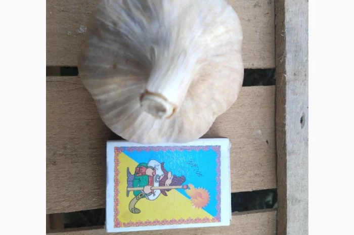 Продам часник сорт любаша перша репродукція- фото № 2