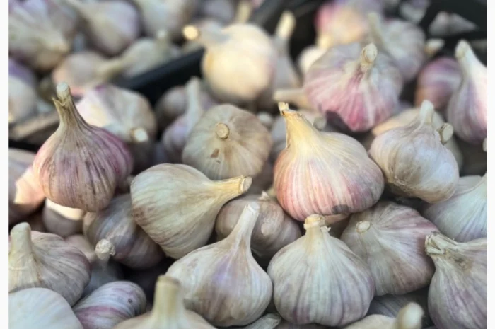 Продам часник- фото № 1